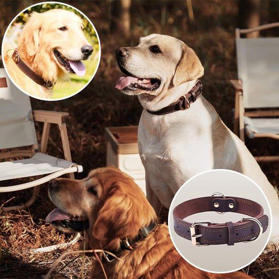 collier chien - cuir véritable - Le Chihuahua Voyageur