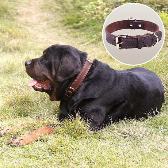 collier chien - cuir véritable - Le Chihuahua Voyageur