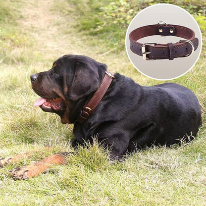 collier chien - cuir véritable - Le Chihuahua Voyageur