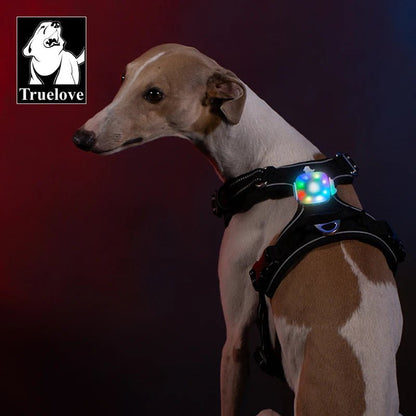 Collier chien lumineux - Truelove Safety LED Light - Le Chihuahua Voyageur