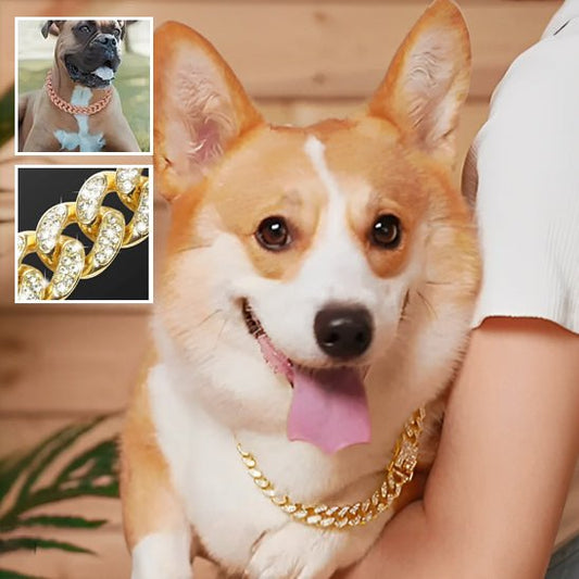 Collier pour chien - Pure Diamants - Le Chihuahua Voyageur