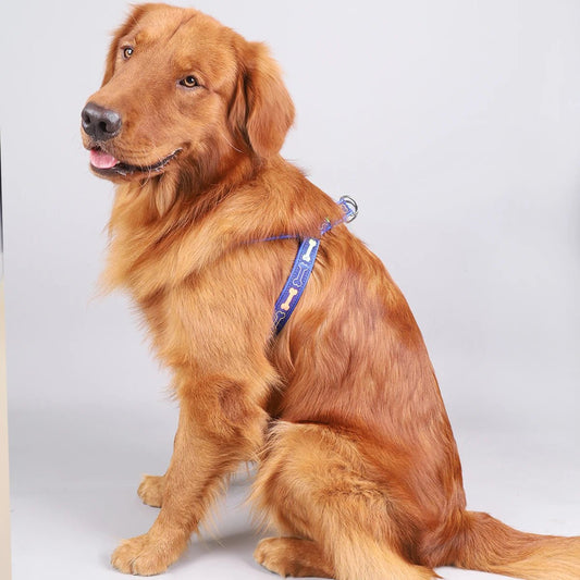 Harnais chien - Colorful bone tripod - Le Chihuahua Voyageur