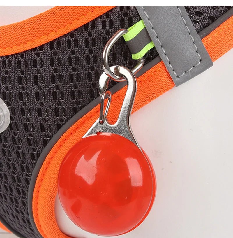 Harnais chien - Pawstrip Set - Le Chihuahua Voyageur
