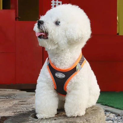 Harnais chien - Pawstrip Set - Le Chihuahua Voyageur
