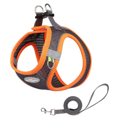Harnais chien - Pawstrip Set - Le Chihuahua Voyageur