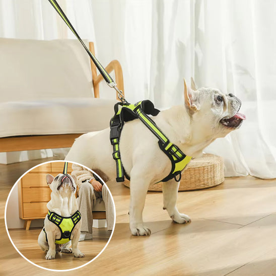 Harnais pour chien- True love