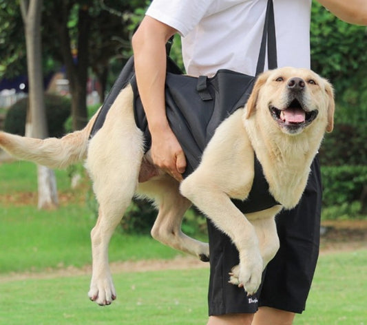 Harnais pour chien-Ceinture d'assistance