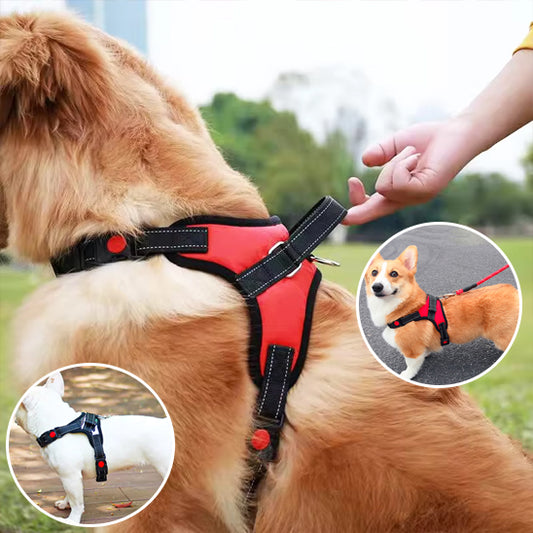 Harnais chien anti traction- Halter de base