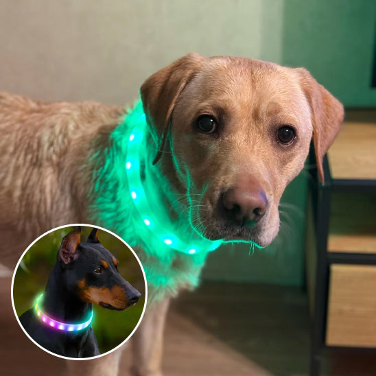 Collier lumineux chien-Led couleur