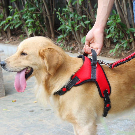 Harnais chien anti traction- Halter de base