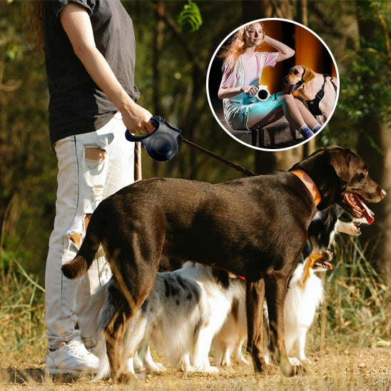 Laisse pour chien-Enroulable Lumineuse