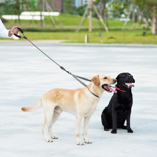 Laisse pour chien-Double longue