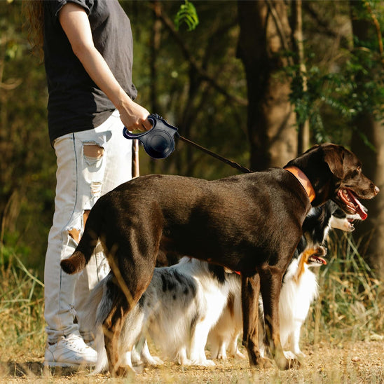 Laisse pour chien-Enroulable Lumineuse