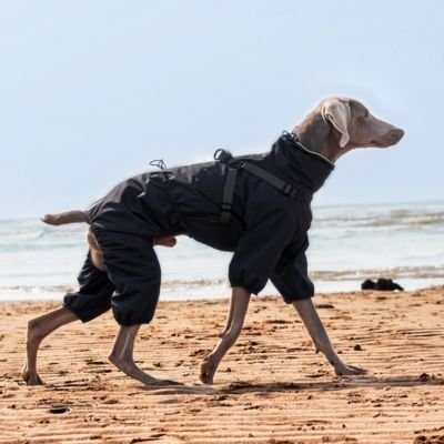 Imperméable pour chien​