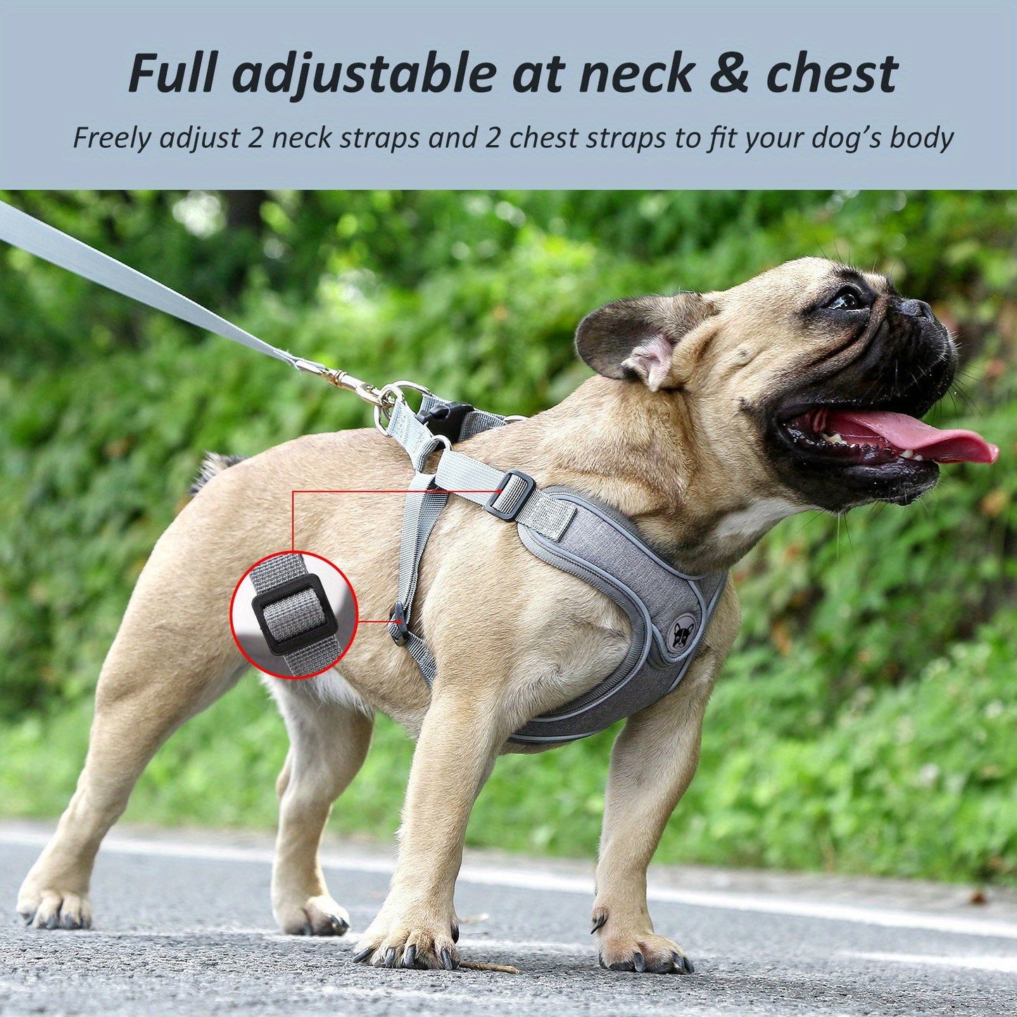 Laisse de chien - Bulldog Laisse - Harnais pour chien - Le Chihuahua Voyageur