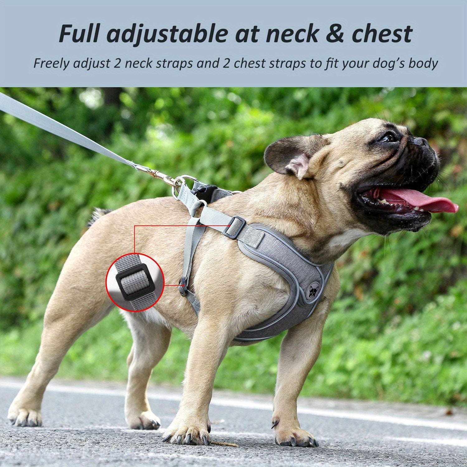 Laisse de chien - Bulldog Laisse - Harnais pour chien - Le Chihuahua Voyageur