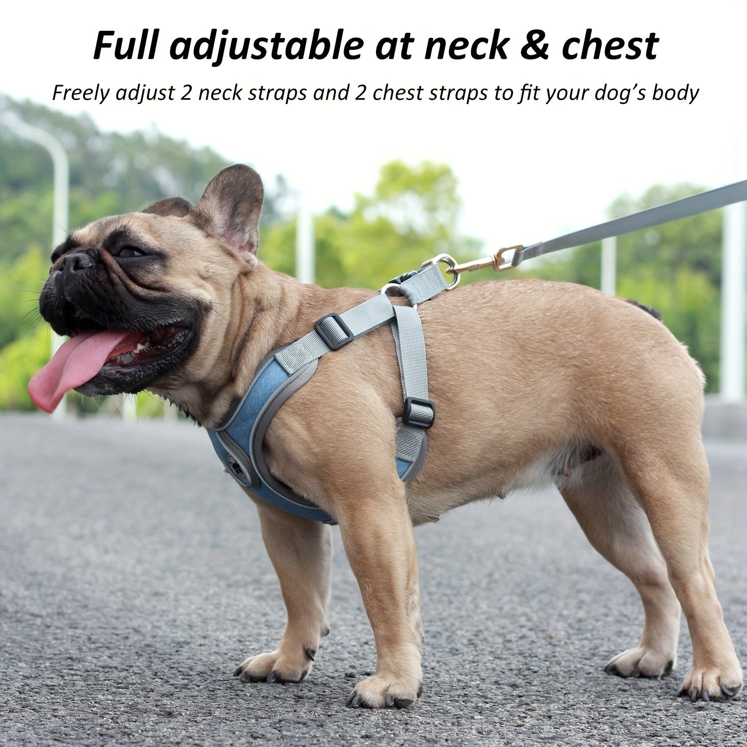 Laisse de chien - Bulldog Laisse - Harnais pour chien - Le Chihuahua Voyageur