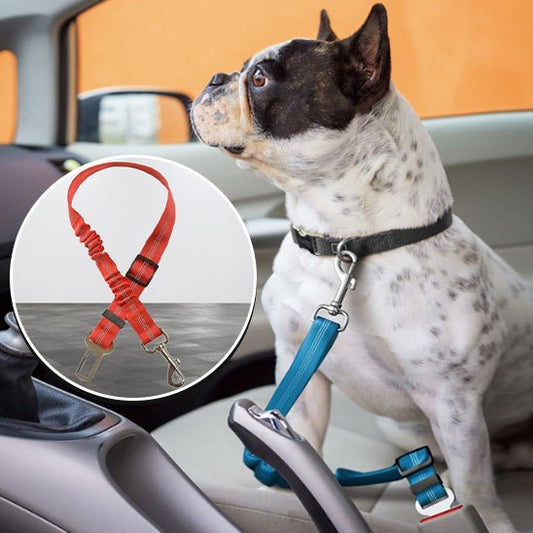 laisse pour chien avec absorption de chocs - Le Chihuahua Voyageur