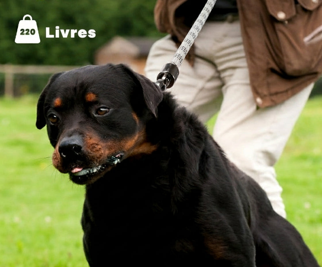 laisse-pour-chien-nightsafe 4