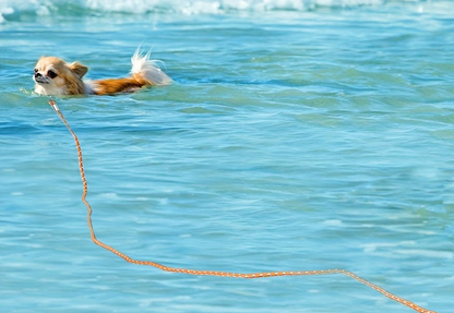 Longe pour chien- Educ Professionnel