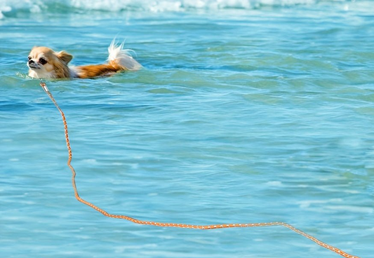 Longe pour chien- Educ Professionnel