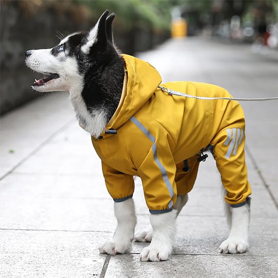 Manteau pour chien