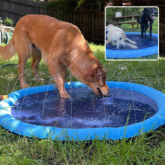 piscine-pour-chien-grande