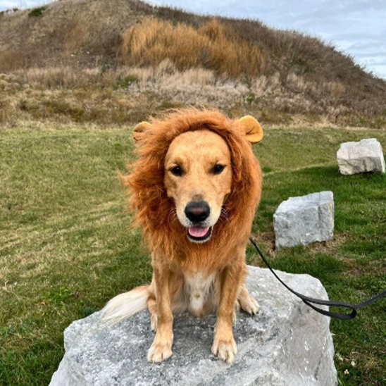 Déguisement chien | Original Festif