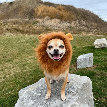 Déguisement chien | Original Festif