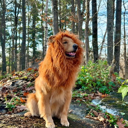 Déguisement chien | Original Festif