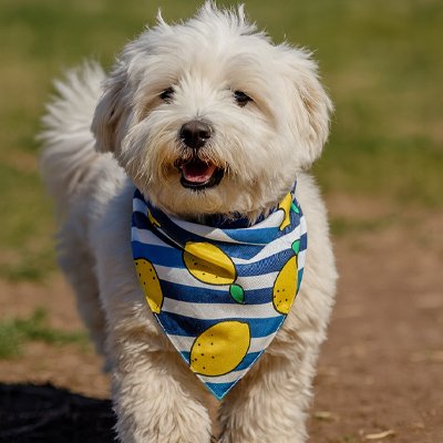 Bandana Chien | FashionCanin