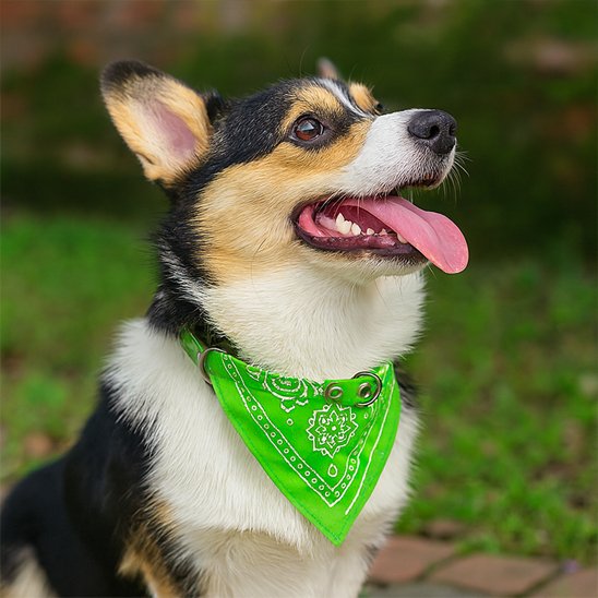 Bandana chien | Fashionista Paisley