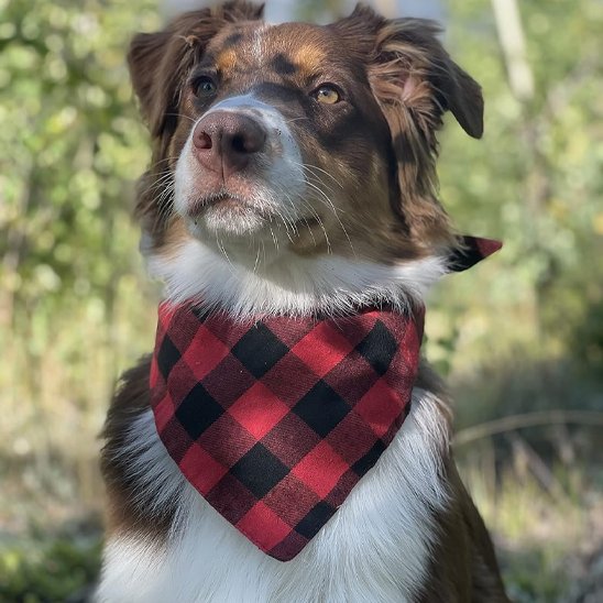 Bandana Chien | CaniFashion